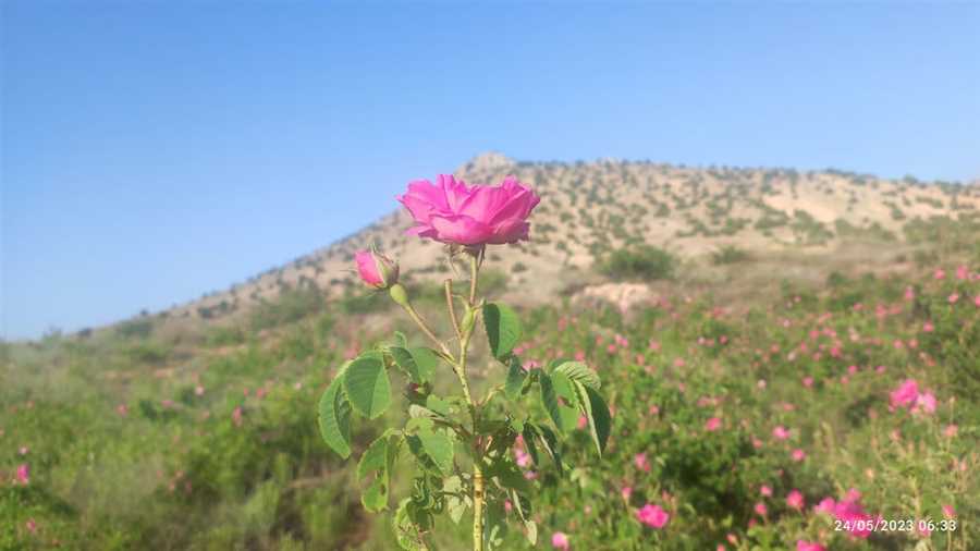 گل‌محمدی به‌وقتِ تابستان